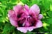 Rockii Peony: LAN MO ZANG HUI